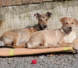 Goldie und Darwin