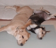 Darwin und Snoopy