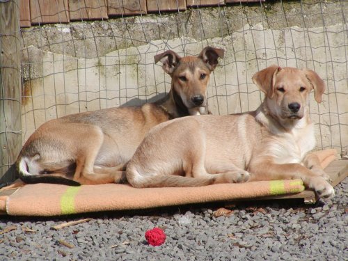 Goldie und Darwin
