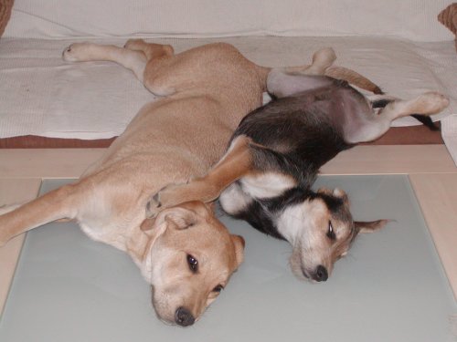 Darwin und Snoopy