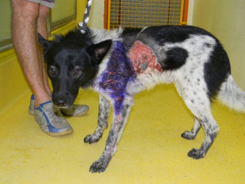 Elvis noch im Tierheim Bratislava