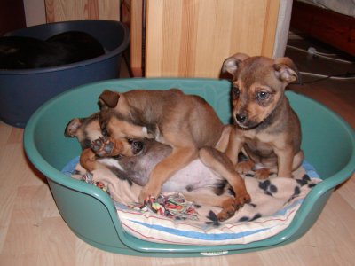 Rexi (rechts) wohnt in Niederösterreich