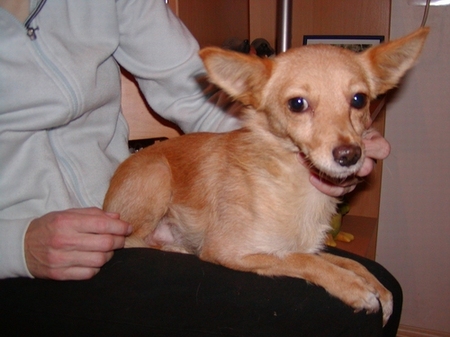 Ali heißt jetzt Spiky und wohnt in Niederösterreich