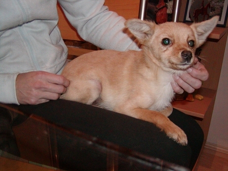 Ari wohnt in Niederösterreich