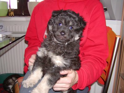 Bärli wohnt in Wien