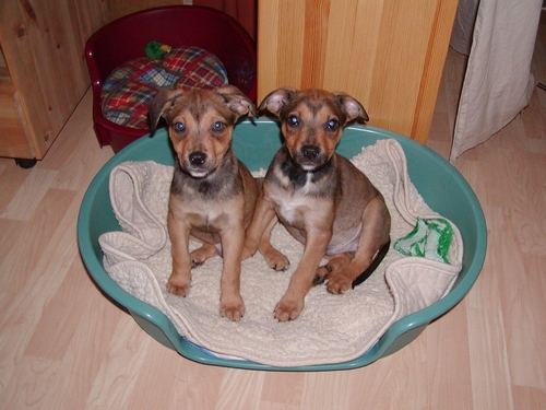 Benji (rechts) heißt Charly und wohnt in der Steiermark