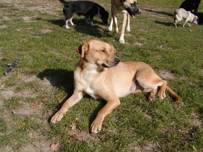 Biba wohnt in Niederösterreich