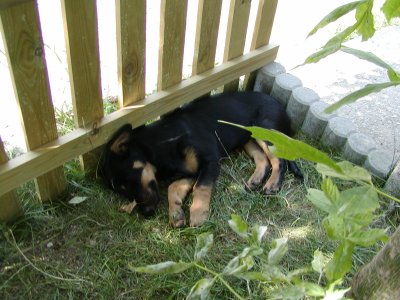 Chiara wohnt in Niederösterreich