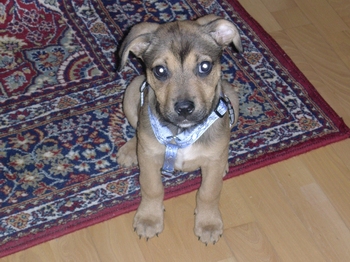 Felix wohnt in Niederösterreich