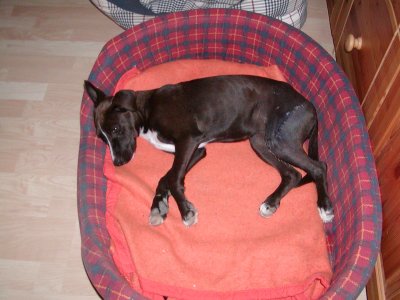 Jessy heißt jetzt Lilli und wohnt in Wien