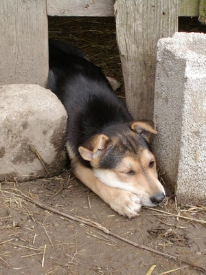 Kleo heisst jetzt Klea und wohnt in Oberösterreich