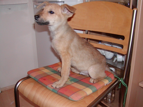 Lucky heißt Samy und wohnt in Wien