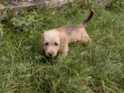 Toby heisst jetzt Pauli und wohnt in Wien