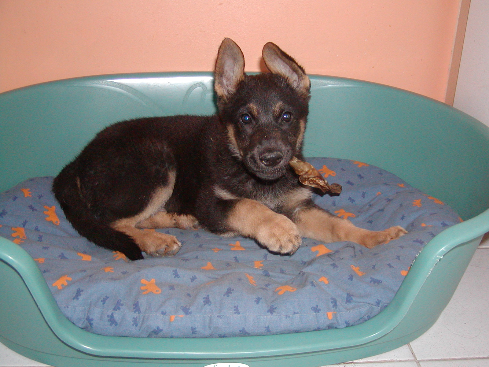 Akim wohnt in Niederösterreich