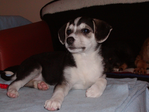 Amy wohnt in Niederösterreich