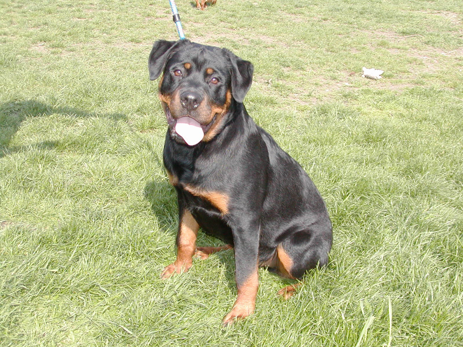 Ares wohnt in Niederösterreich