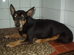 Armin heisst Rusty und wohnt in Niederösterreich