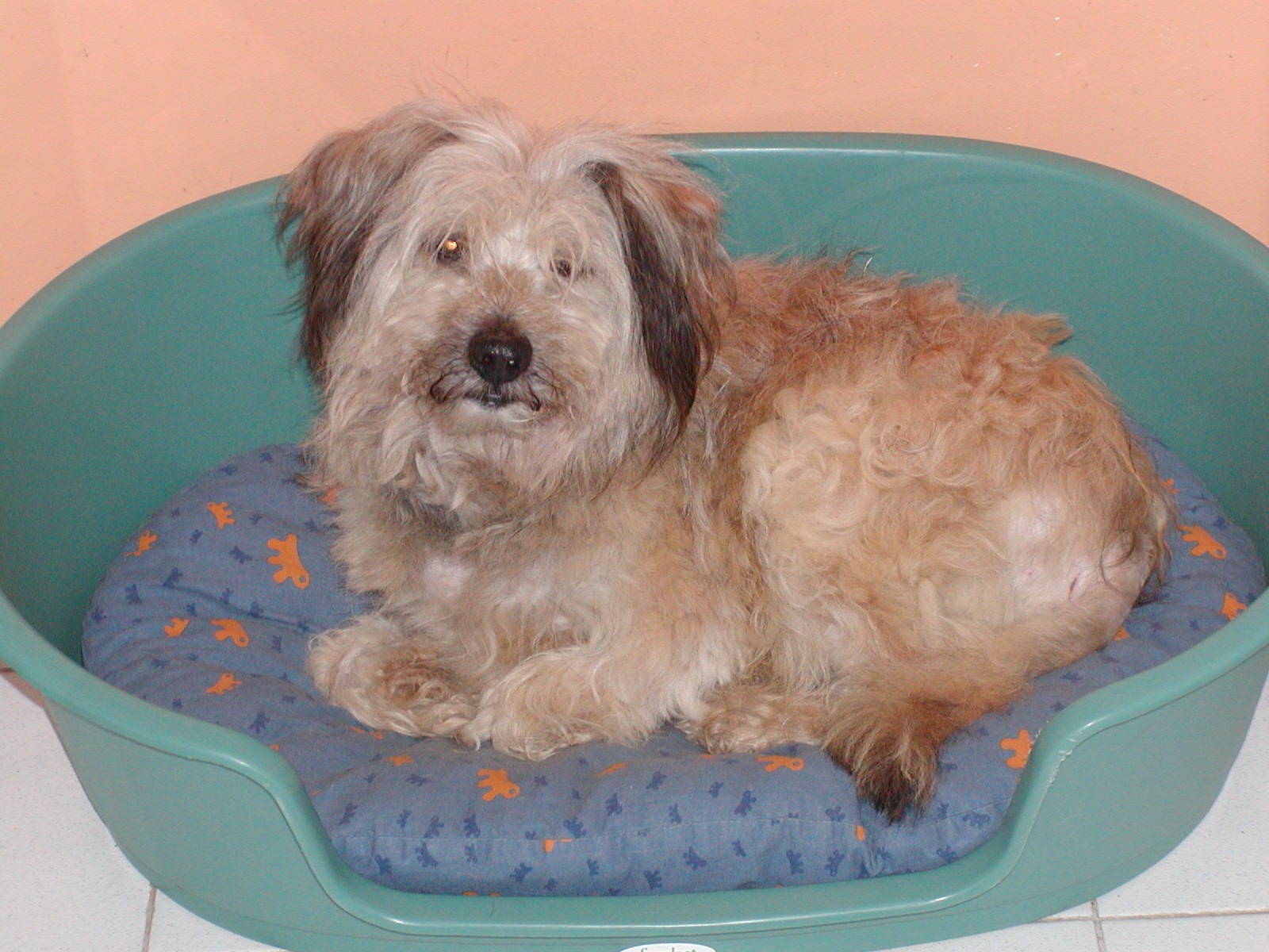 Aziz wohnt in Niederösterreich