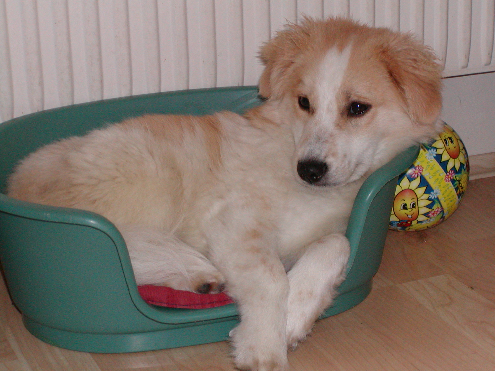 Basti wohnt in Oberösterreich