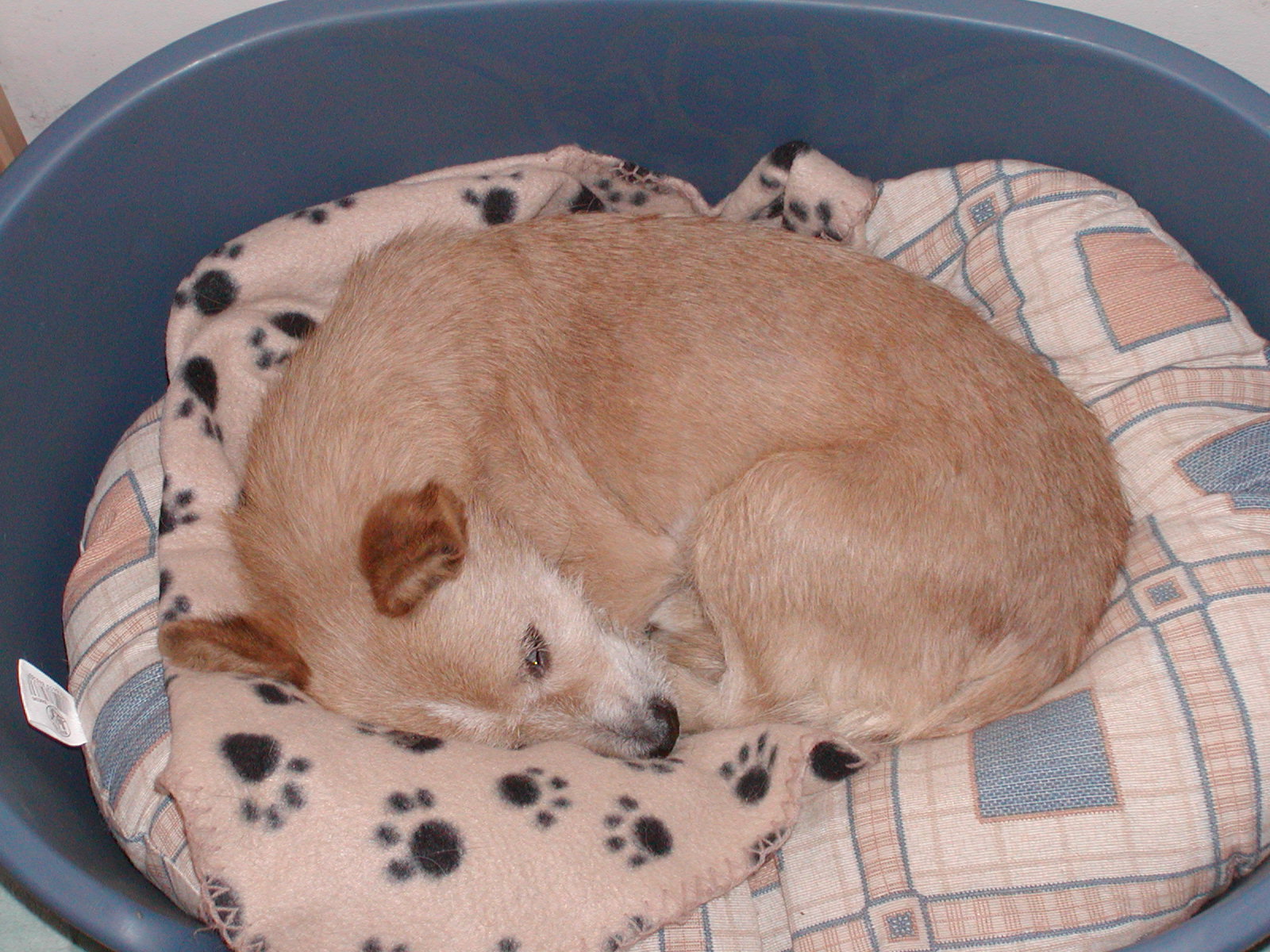 Becky heisst Nelly und wohnt in Wien