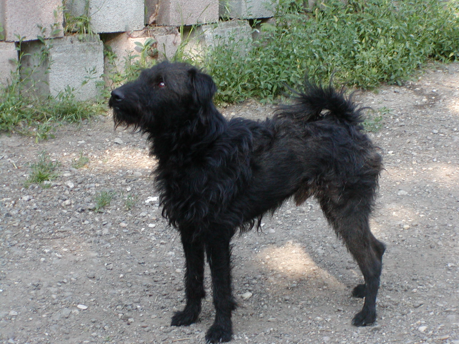 Blacky heisst Struppi und wohnt in Wien und NÖ