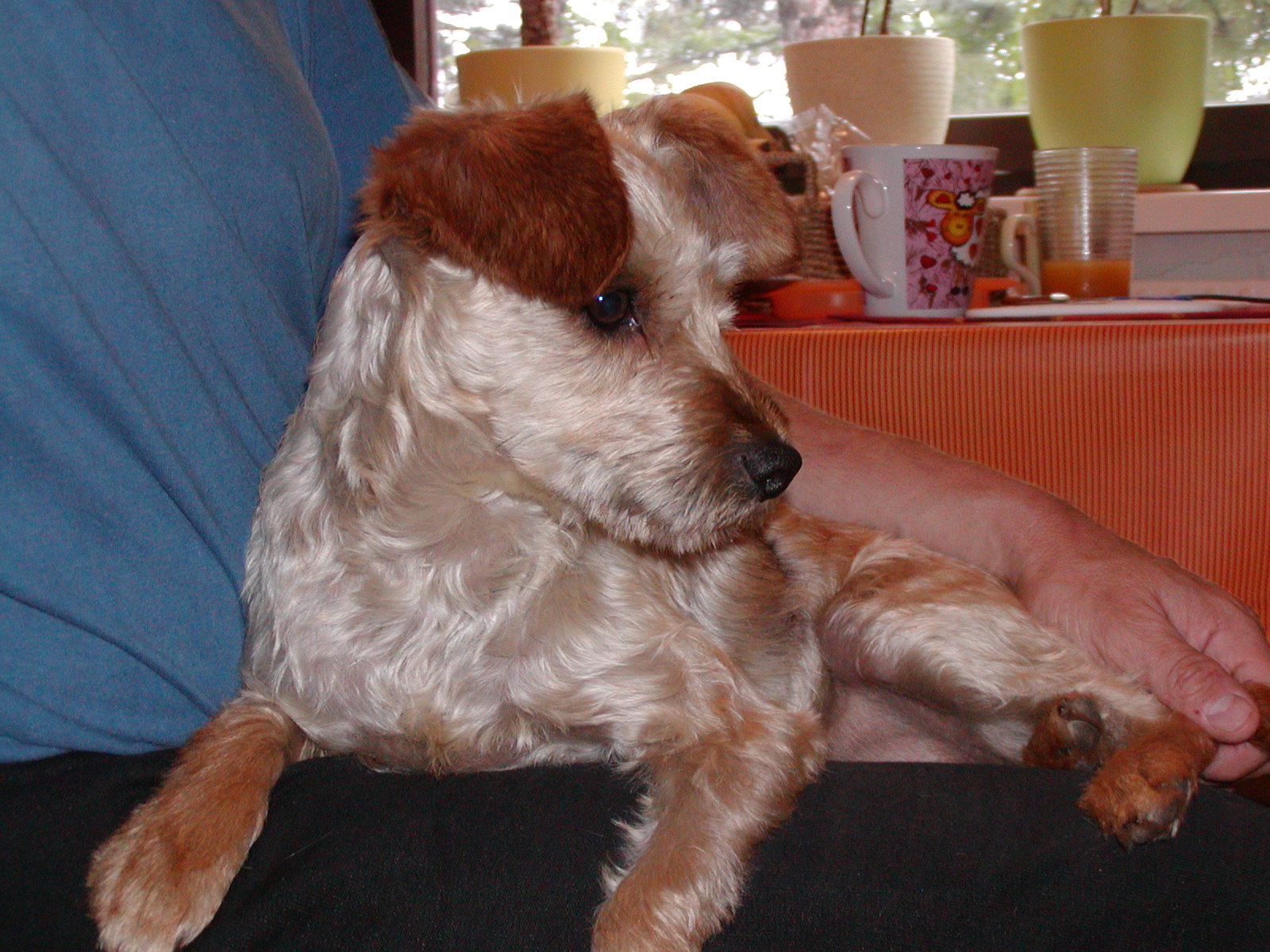 Carmen heisst Cammy und wohnt in Holland