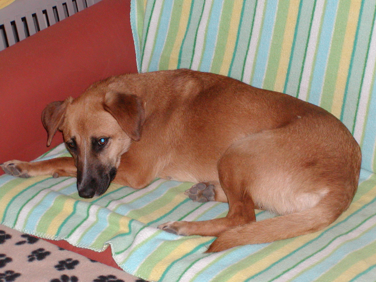 Ciba wohnt in Niederösterreich