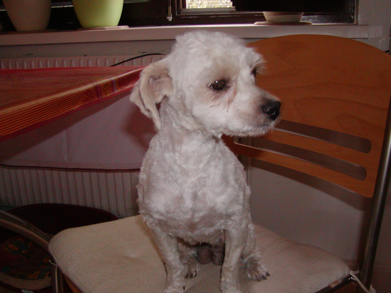 Cindy wohnt in Niederösterreich