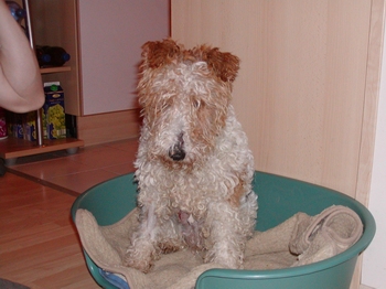 Foxi wohnt in Niederösterreich