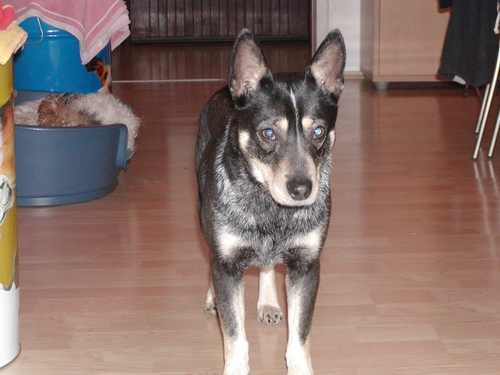 Jolie wohnt in Niederösterreich