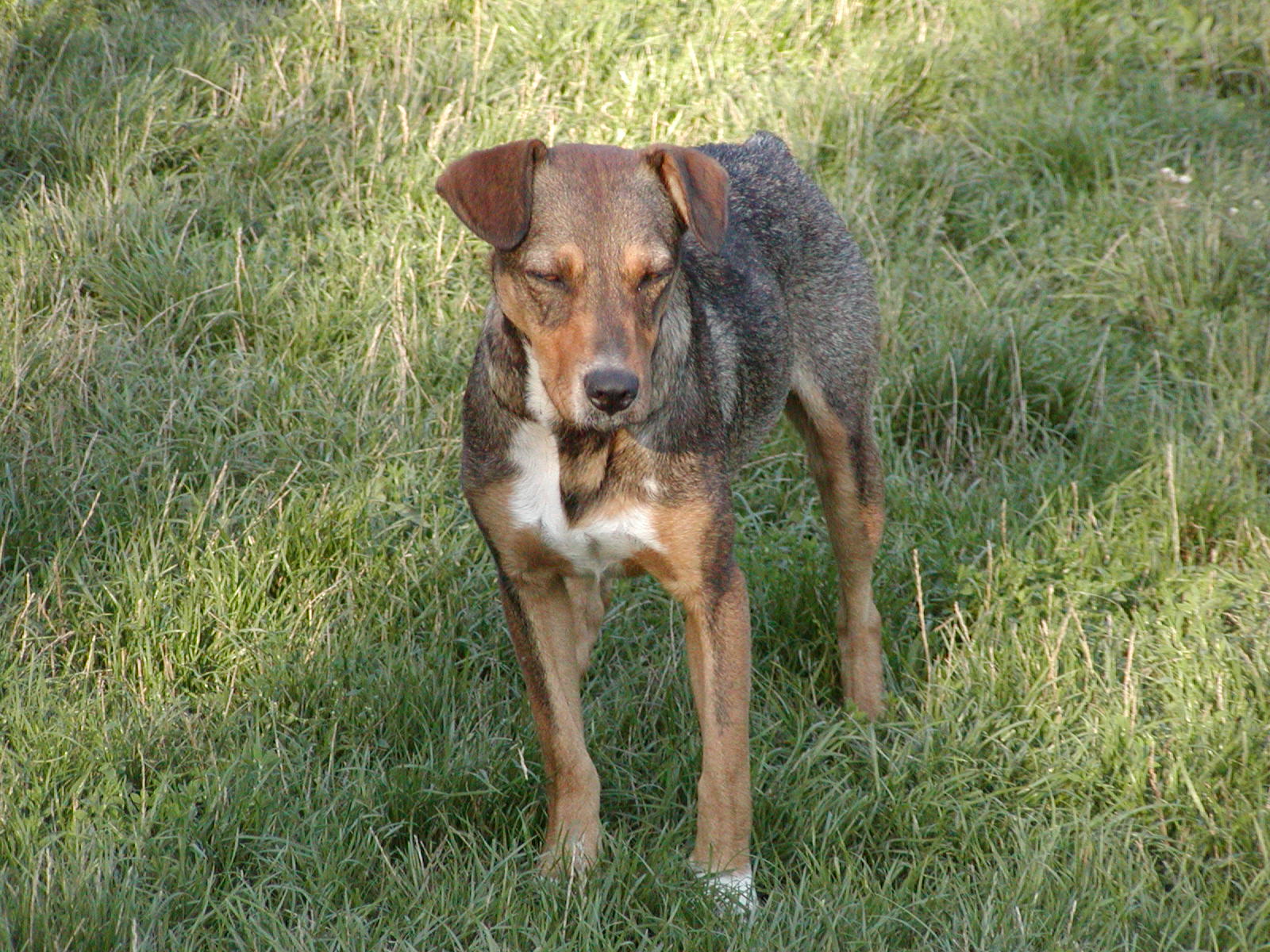 Katy wohnt in Oberösterreich