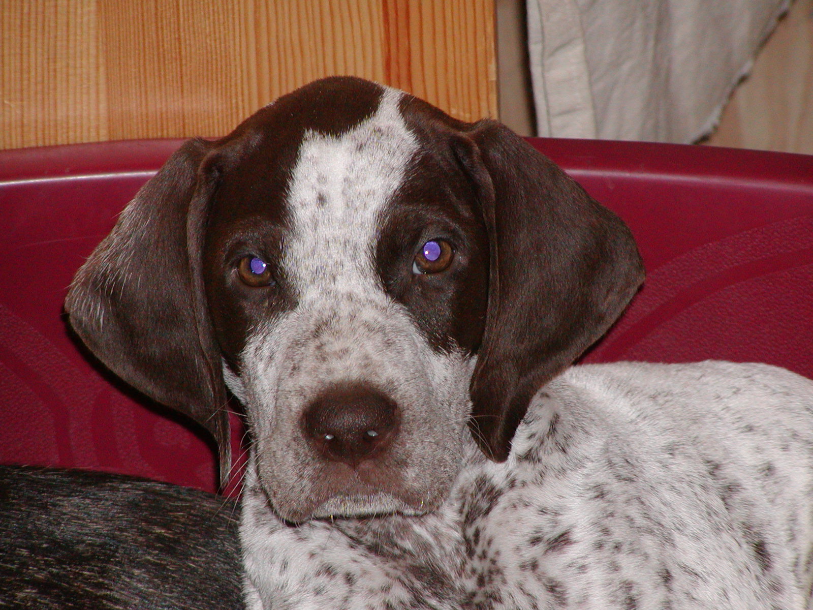 Kenny wohnt in Niederösterreich