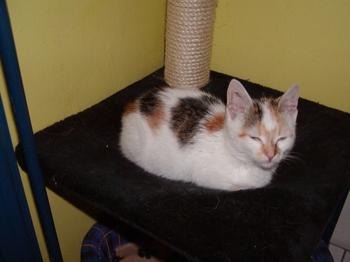 Kitty heißt Wickie und wohnt in Wien