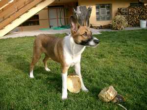 Olympia heisst Lizzy und wohnt in Niederösterreich