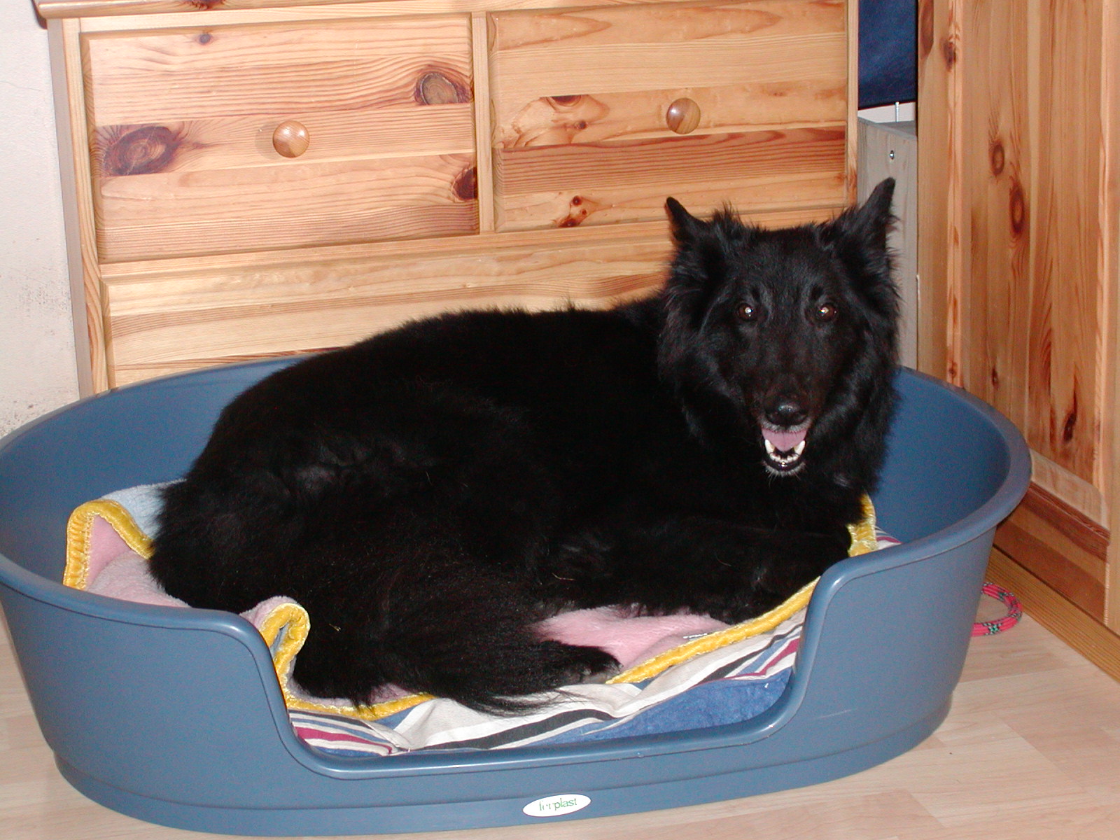 Lucy wohnt in Niederösterreich