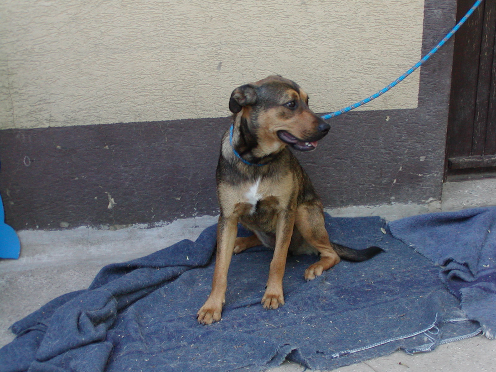 Lucy wohnt in Niederösterreich