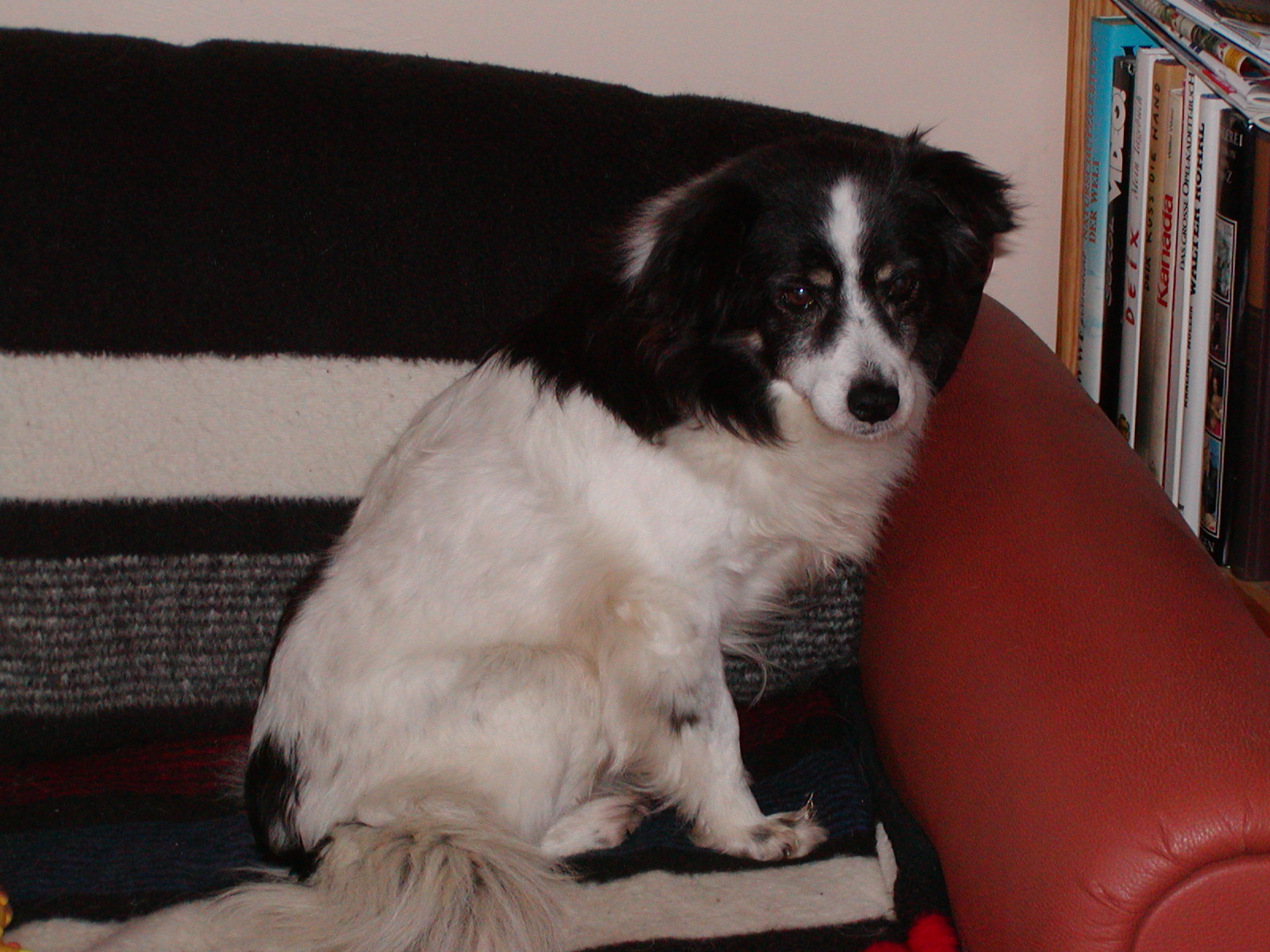 Mascha wohnt in Niederösterreich