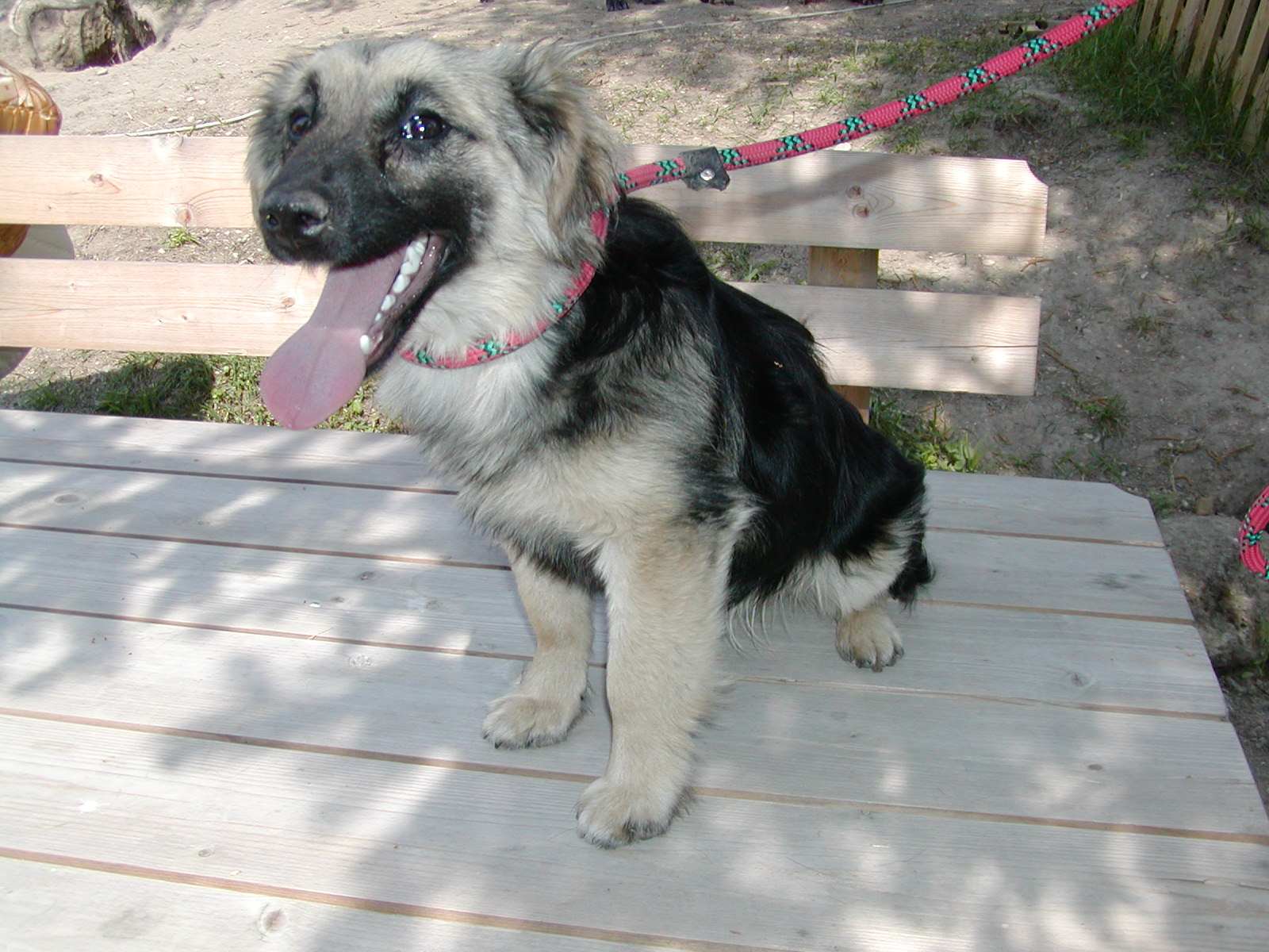 Micky wohnt in Niederösterreich