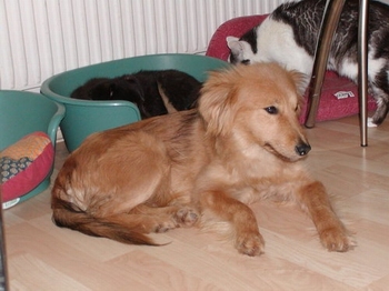 Milly heisst Daisy und wohnt in Niederösterreich