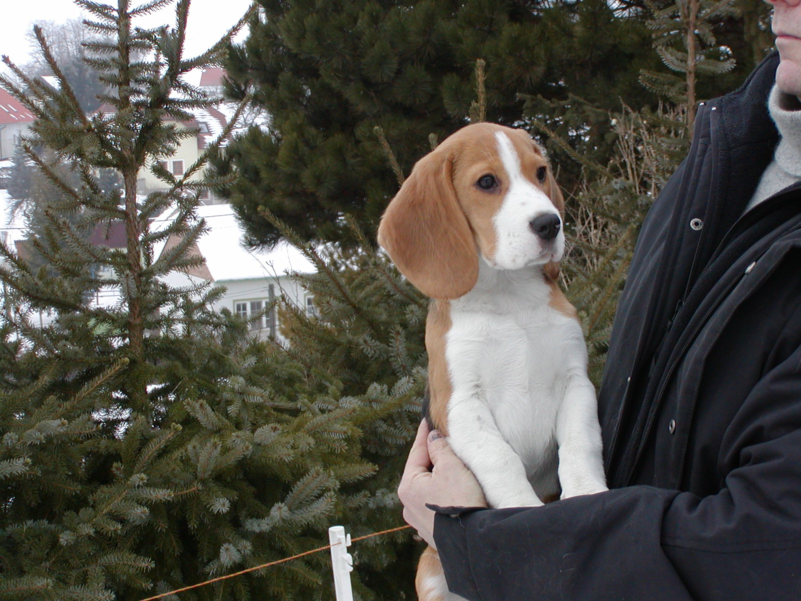 Minou wohnt in Niederösterreich