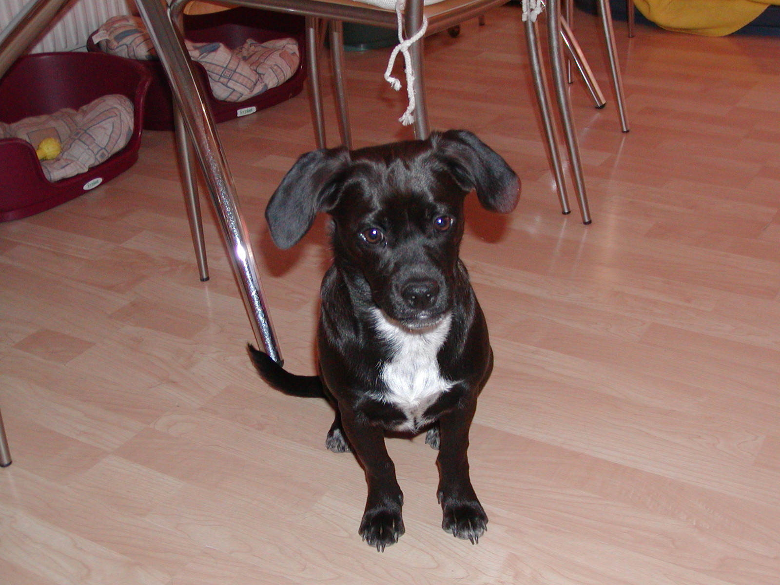 Nanni heisst Kira und wohnt in Wien