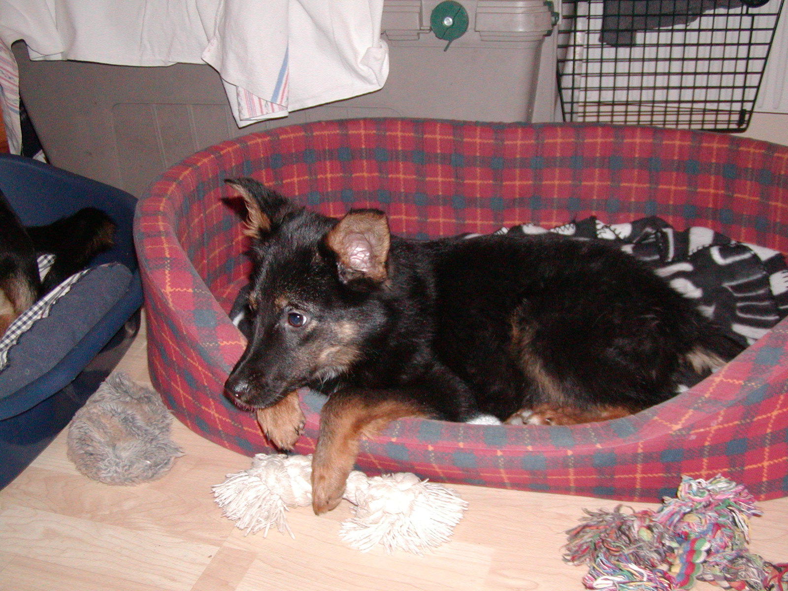 Naomi heisst Akira und wohnt Niederösterreich