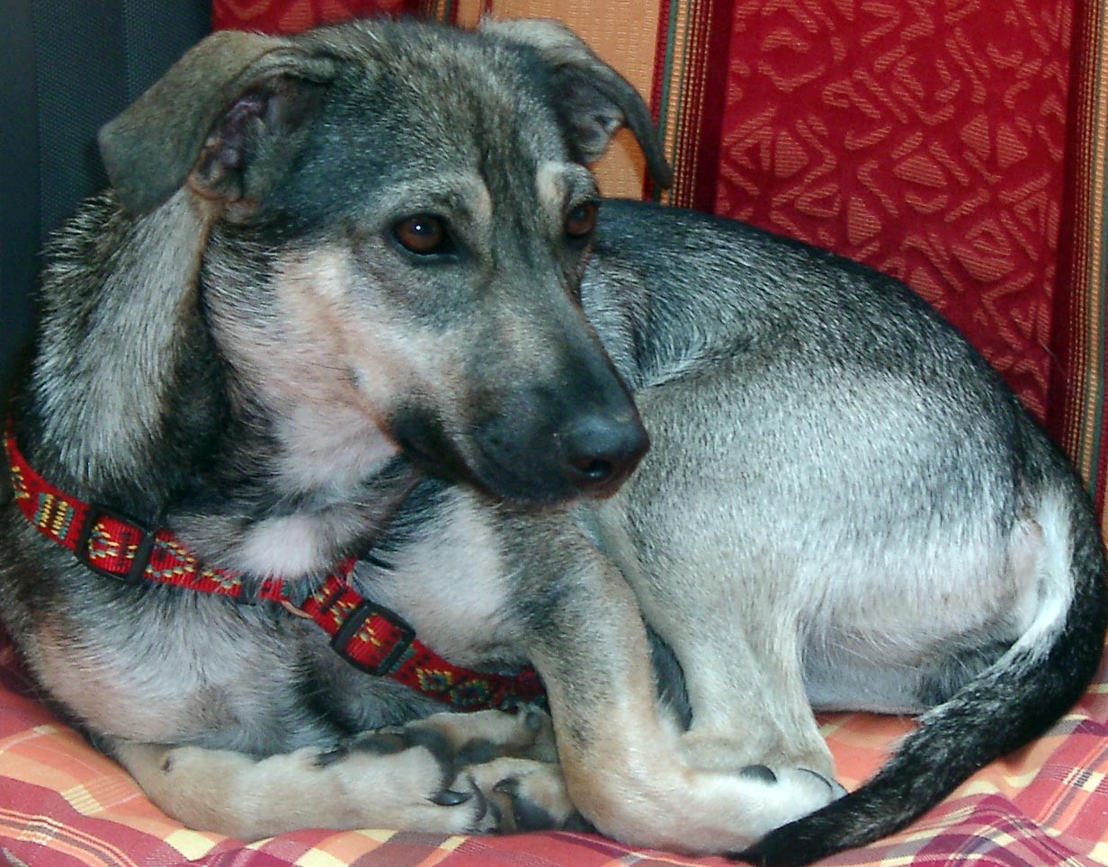 Nella heisst Lila wohnt in Niederösterreich