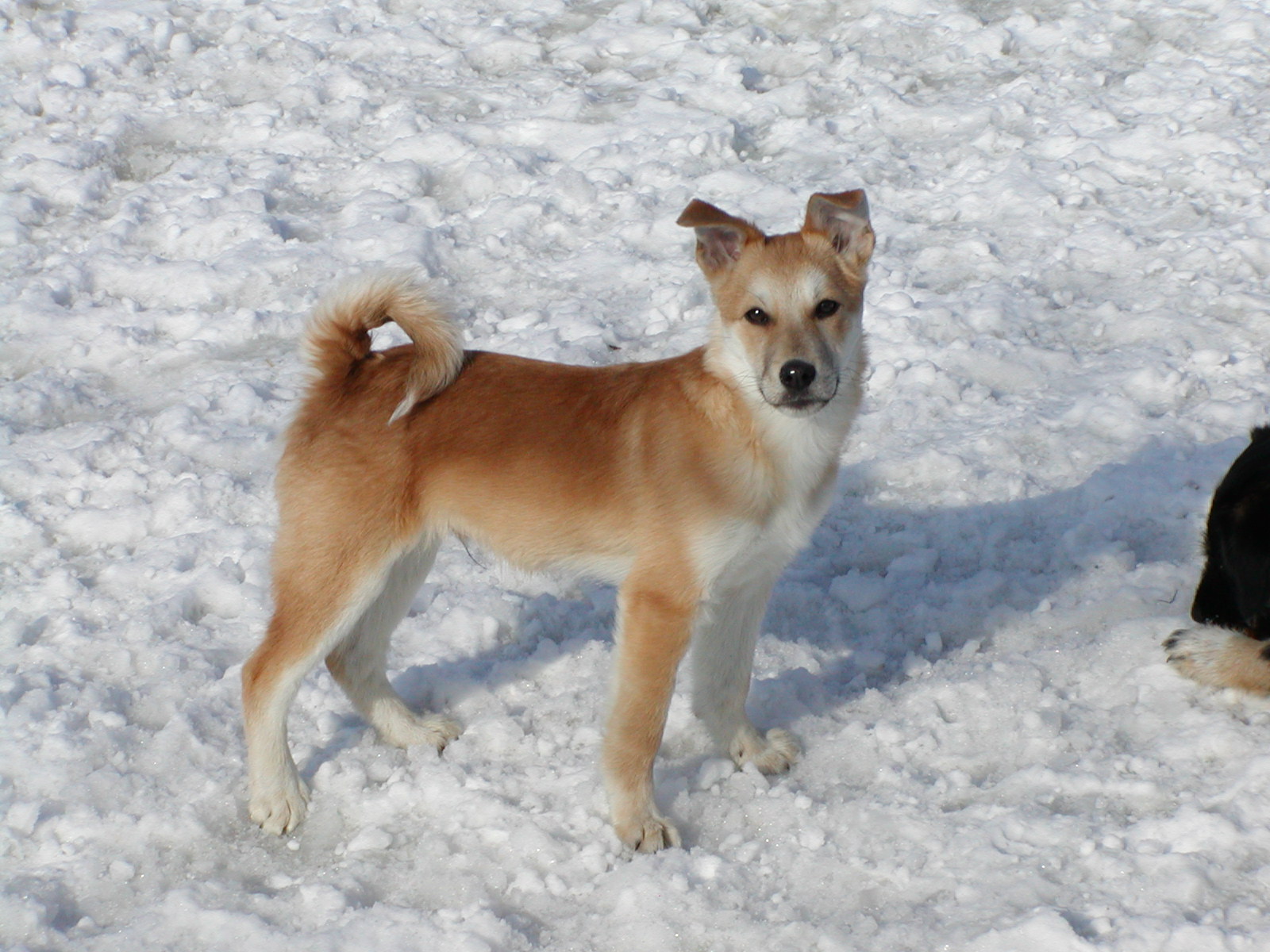 Noel wohnt in Oberösterreich
