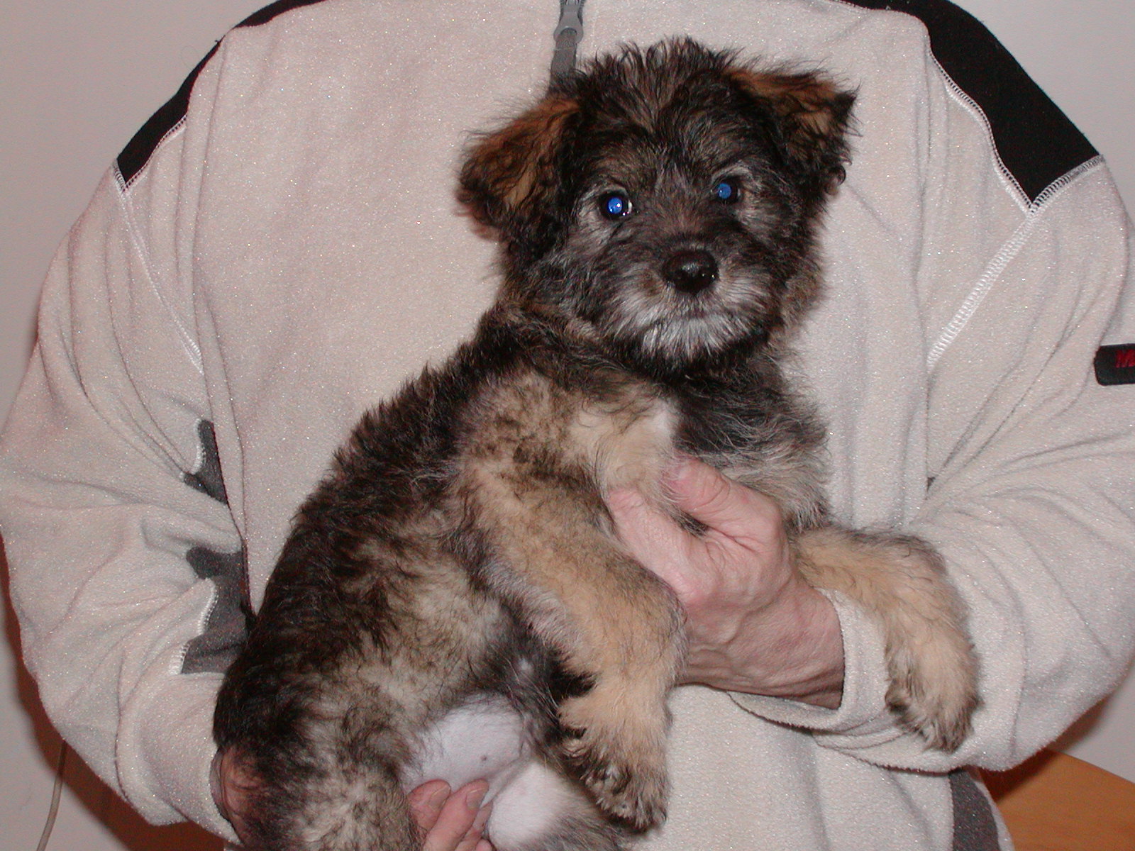 Pegy heisst Gini und wohnt in Niederösterreich