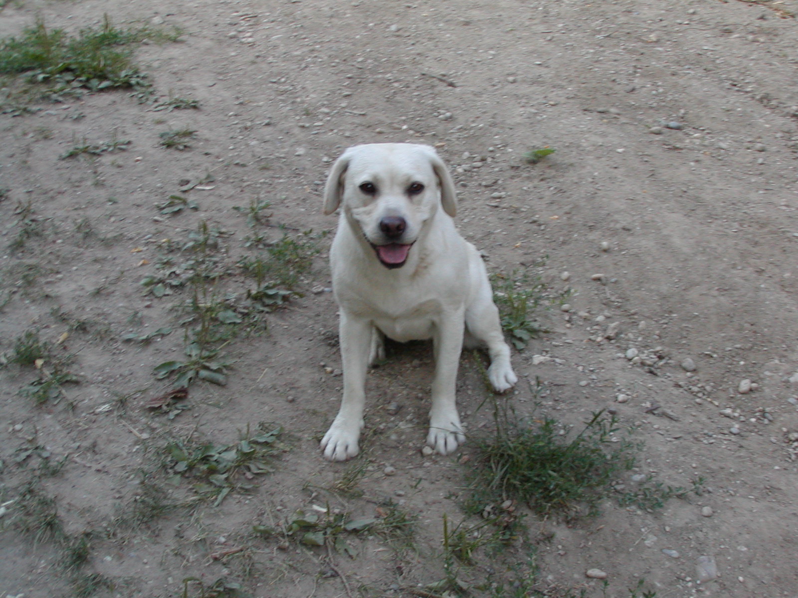 Panda heisst Poldi und wohnt in Niederösterreich