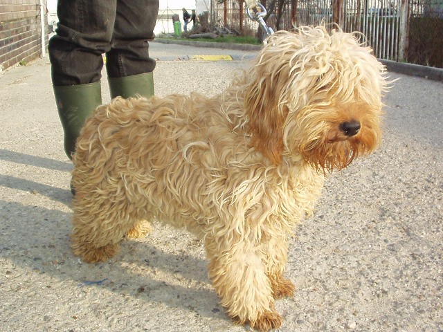 Rama heisst Lana und wohnt in Wien