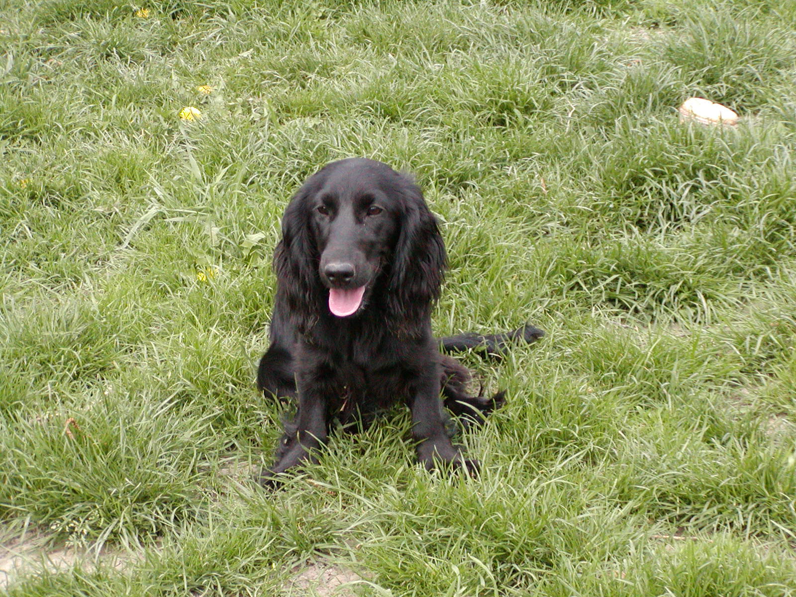 Shirley heisst Crazy und wohnt in Niederösterreich
