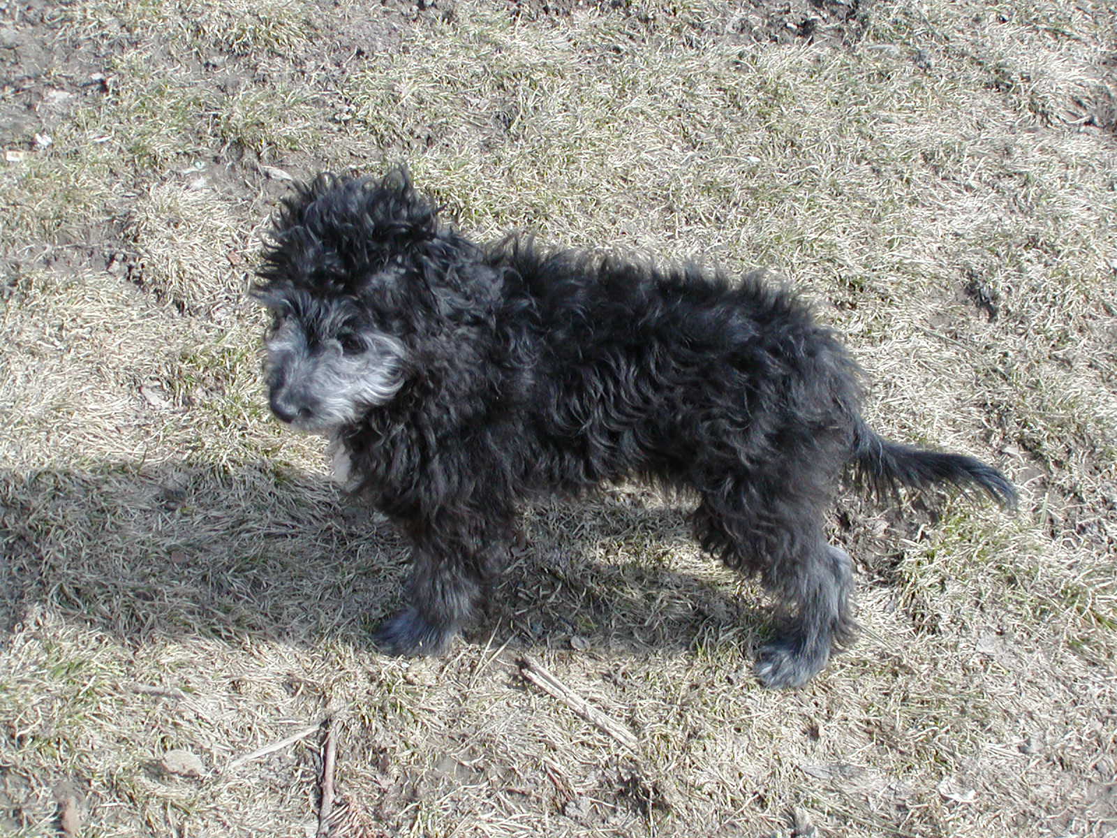 Wuschel wohnt in Wien