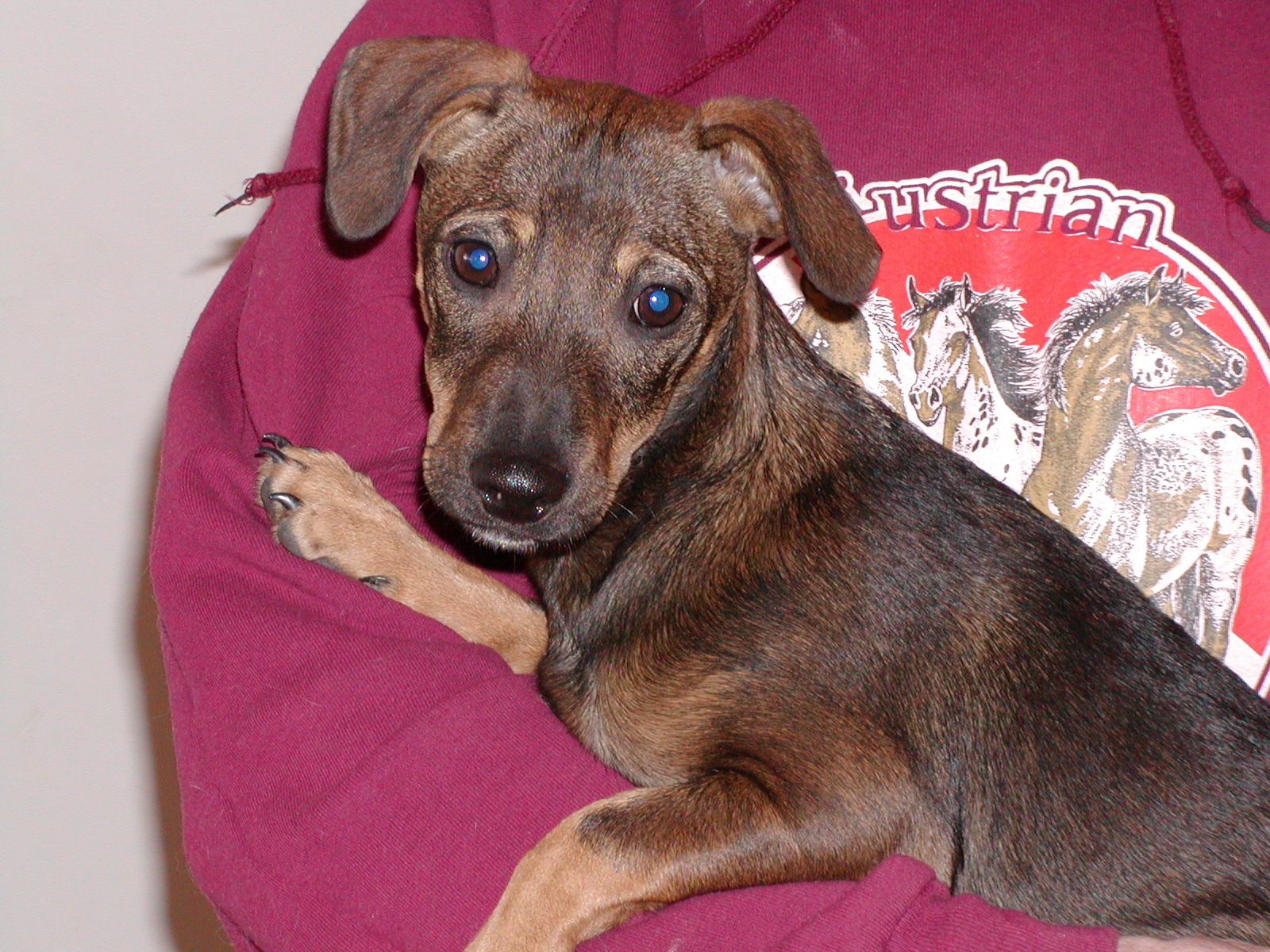 Zoro wohnt in Niederösterreich